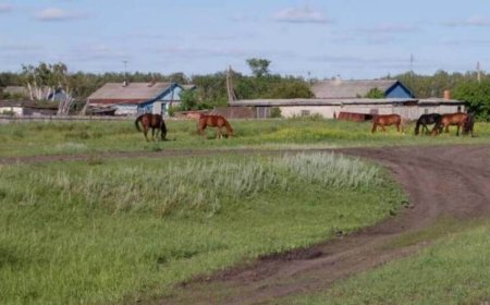 Ресеймен шекаралас облыстарда екі елдің бірлескен мектептерін ашуға мүдделіміз - Тоқаев