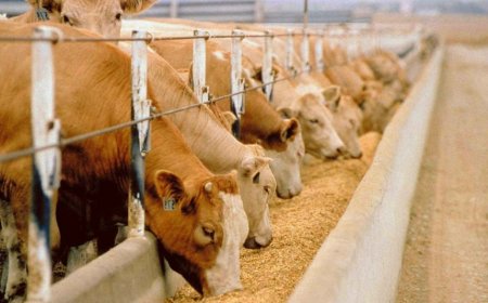 Үкімет малшылардың субсидиядағы қарызын өтеу үшін резервтен 30 млрд теңге бөлді 