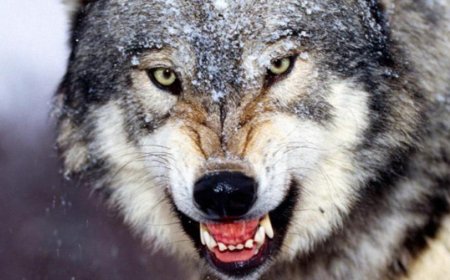 Қарқаралыда үш адамға қасқыр шапты