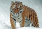 Тұран жолбарысын жерсіндіру үшін Балқаш жағалауына 60 құлан жіберілді