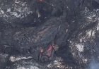 Ақтаудағы иттердің өлекселерін өртеген видео жұртты шошытты (ВИДЕО)