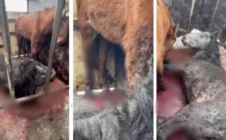 Қарағанды облысында жылқылар іріңді жарадан қырылып жатыр (ВИДЕО)