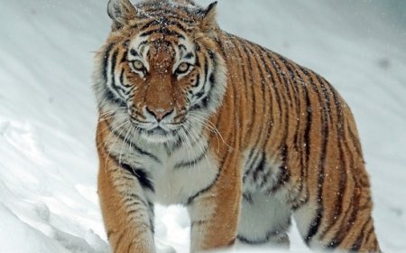 Тұран жолбарысын жерсіндіру үшін Балқаш жағалауына 60 құлан жіберілді