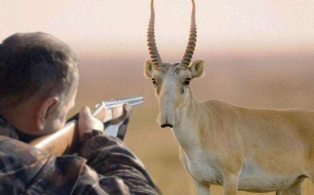 Ел билігі киік ату жұмыстарын тоқтатты