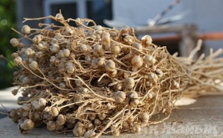 Адыраспан тыйым салынған өсімдіктер қатарына қосылды