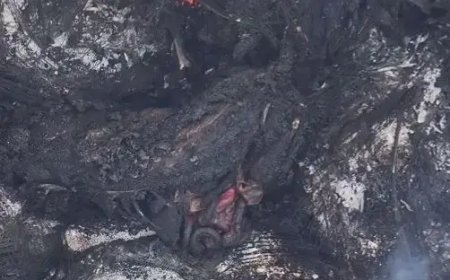 Ақтаудағы иттердің өлекселерін өртеген видео жұртты шошытты (ВИДЕО)