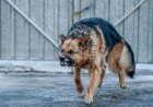 Жамбыл облысында екі адамды ит талап тастады