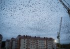 «Құстар тегін мазасызданбайды түн жарымда»: тылсым құбылыс Алматы жұртын алаңдатып қойды