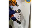 Қызылордада көпқабатты үйден жылан шықты (ВИДЕО)