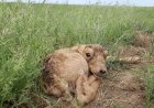 «Құралайларды зарлатқан жерлерді су алып жатыр»: Ел тұрғыны киіктің киесі ұрғанын айтып дабыл қақты