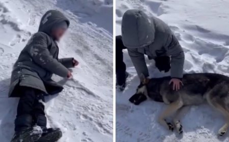 Теміртауда баланың көзінше ит атқан шенеуніктердің басы дауға қалды