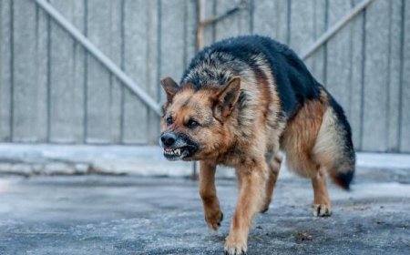 Жамбыл облысында екі адамды ит талап тастады