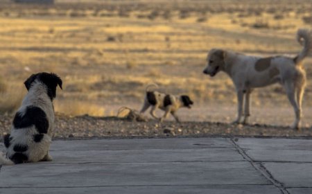 «Жоба құны 742 миллион теңге»: Талдықорғанда ит-мысыққа арналған орталық салынбақ