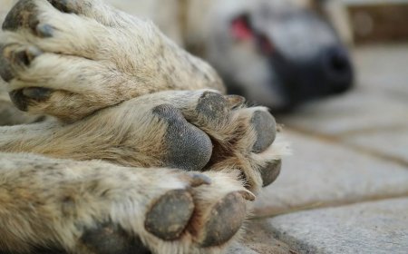 Маңғыстауда елуге жуық иттің өлексесі қоқыста жатыр