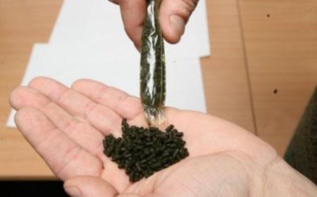 «4-5 сынып оқушылары насыбай атып жүр»: депутат дабыл қақты