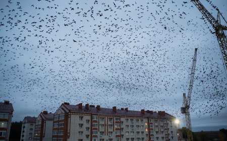 «Құстар тегін мазасызданбайды түн жарымда»: тылсым құбылыс Алматы жұртын алаңдатып қойды