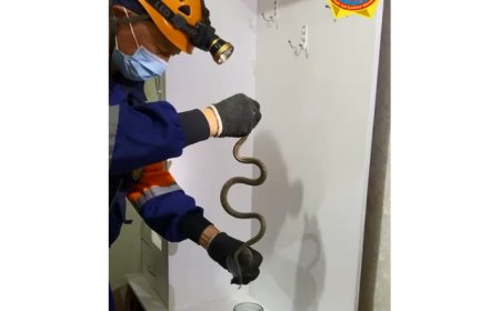 Қызылордада көпқабатты үйден жылан шықты (ВИДЕО)