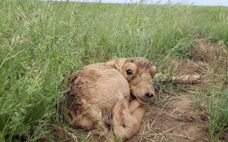 «Құралайларды зарлатқан жерлерді су алып жатыр»: Ел тұрғыны киіктің киесі ұрғанын айтып дабыл қақты