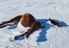 Қаражалдың өзінде 566 жылқының өлексесі жиналды - депутат