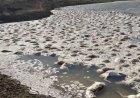 Батыс Қазақстандағы су қоймасында ақбөкендер жаппай қырылып қалған