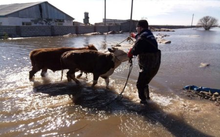 Министрлік тасқын салдарынан қырылғанын мал санын жариялады