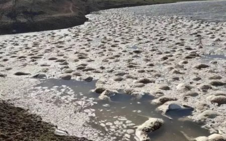 Батыс Қазақстандағы су қоймасында ақбөкендер жаппай қырылып қалған