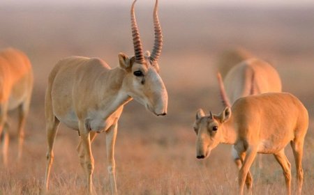 Тоқаев ақбөкендерді атуға тыйым салды