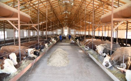 Ақтөбеде депутат шаруа қожалығына бөлінген 457 миллион теңге субсидияны жымқырған