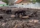 «Сұмдық жағдай»: Алматы облысының тұрғыны тірі малды өлекселердің арасында ұстаған