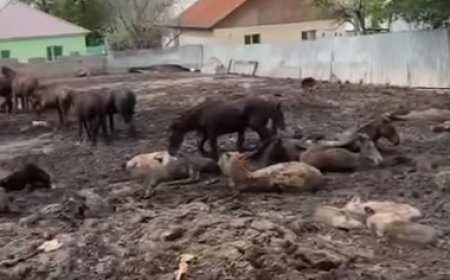 «Сұмдық жағдай»: Алматы облысының тұрғыны тірі малды өлекселердің арасында ұстаған