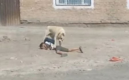 Қызылордада мектеп оқушысын ит талап тастай жаздады (ВИДЕО)