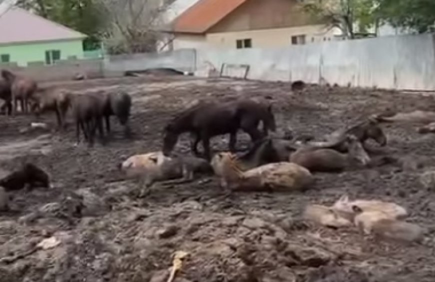 «Сұмдық жағдай»: Алматы облысының тұрғыны тірі малды өлекселердің арасында ұстаған