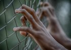 Шымкент тұрғыны асырап алған балаларын байлап ұстап, ит-мысықтың етін берген