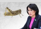 «Жауап беруге дайын емеспін»: Министр шегіртке жайлы сұраққа жауап беруден бас тартты
