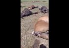 Ақмола облысында найзағайдан бір табын жылқы қырылып қалды (ВИДЕО)