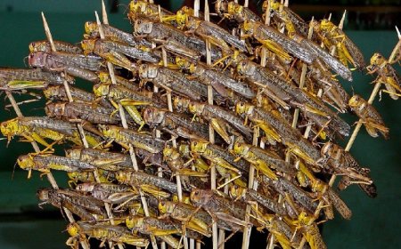 Діни басқарма шегіртке жеуге болады деген пәтуа берді