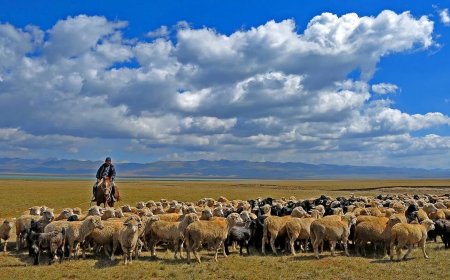 «Қойларды ұрықтандырамын»: Ұйғыр ауданында жалған ақпарат берген адам 6 жылға сотталды