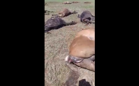 Ақмола облысында найзағайдан бір табын жылқы қырылып қалды (ВИДЕО)