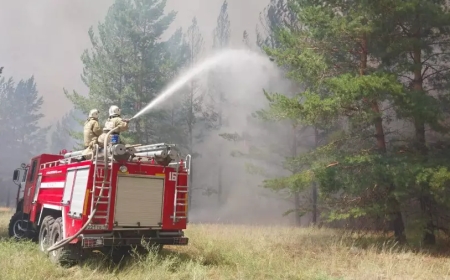 «Семей орманының» 1,5 мың қызметкері жәрдемақы ала алмай отыр 