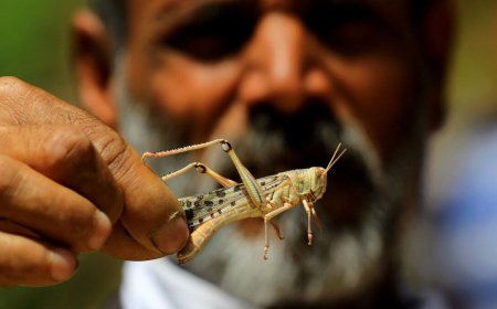 «Келісі 10 доллар»: Қазақстандық ғалымдар шегірткені шетелге сатуды ұсынды