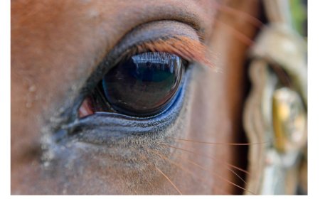«Жылқының құны доңыздан да төмен» - Мәжіліс депутаты