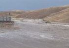 Жамбыл облысында 500-ге жуық қой суға ағып кетті