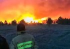 «Семей орманы» филиалының директоры мен жиырмадан астам қызметкері ұсталды