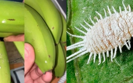 Сырттан келетін жемістен аса қауіпті зиянкестер табылды