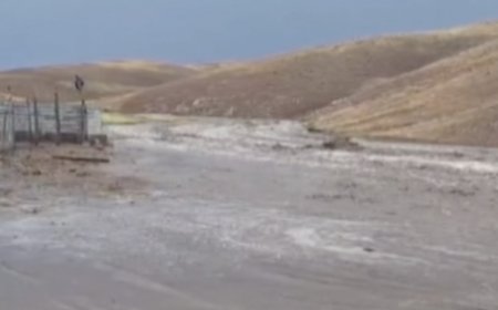 Жамбыл облысында 500-ге жуық қой суға ағып кетті