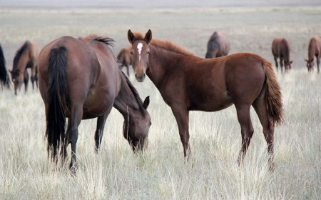 Отандық жылқы тұқымын сақтау: Тоқаев заңға қол қойды