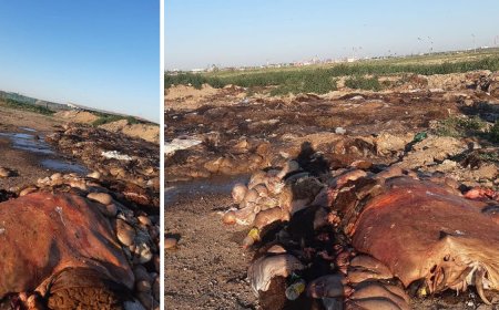 Құрбан айттан бері жатыр: Астана маңынан ішек-қарны ақтарылған малдың өлекселері табылды