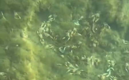 Ақтауда шаяндар жаппай қырылып жатыр