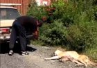 Алматылық тұрғын итті машинаға байлап алып сүйреген