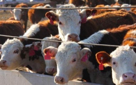 Күйдіргі анықталды: Қостанайда бүтіндей бір ауыл карантинге жабылды